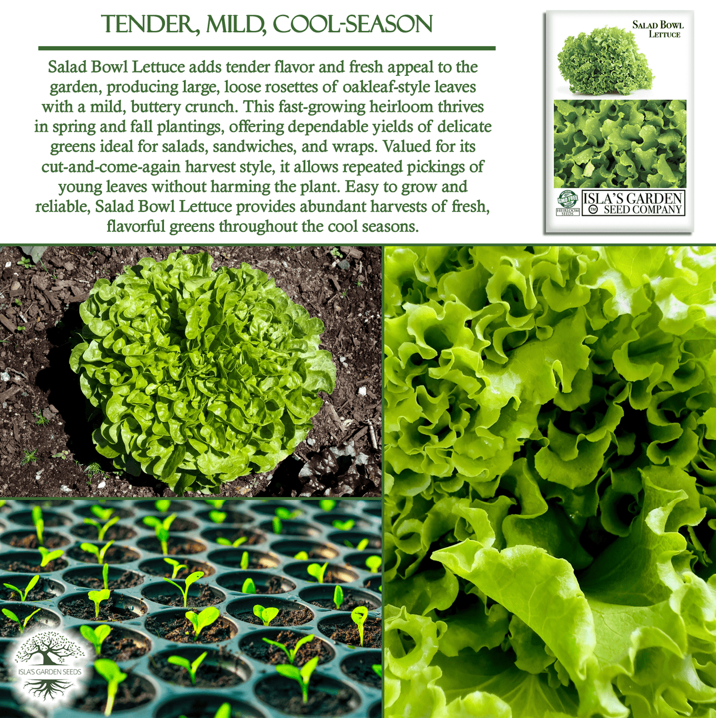 Salad Bowl Lettuce | 1000 Seeds/Pk