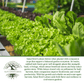 Salad Bowl Lettuce | 1000 Seeds/Pk