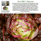 Red Romaine Lettuce | 1000 Seeds/Pk