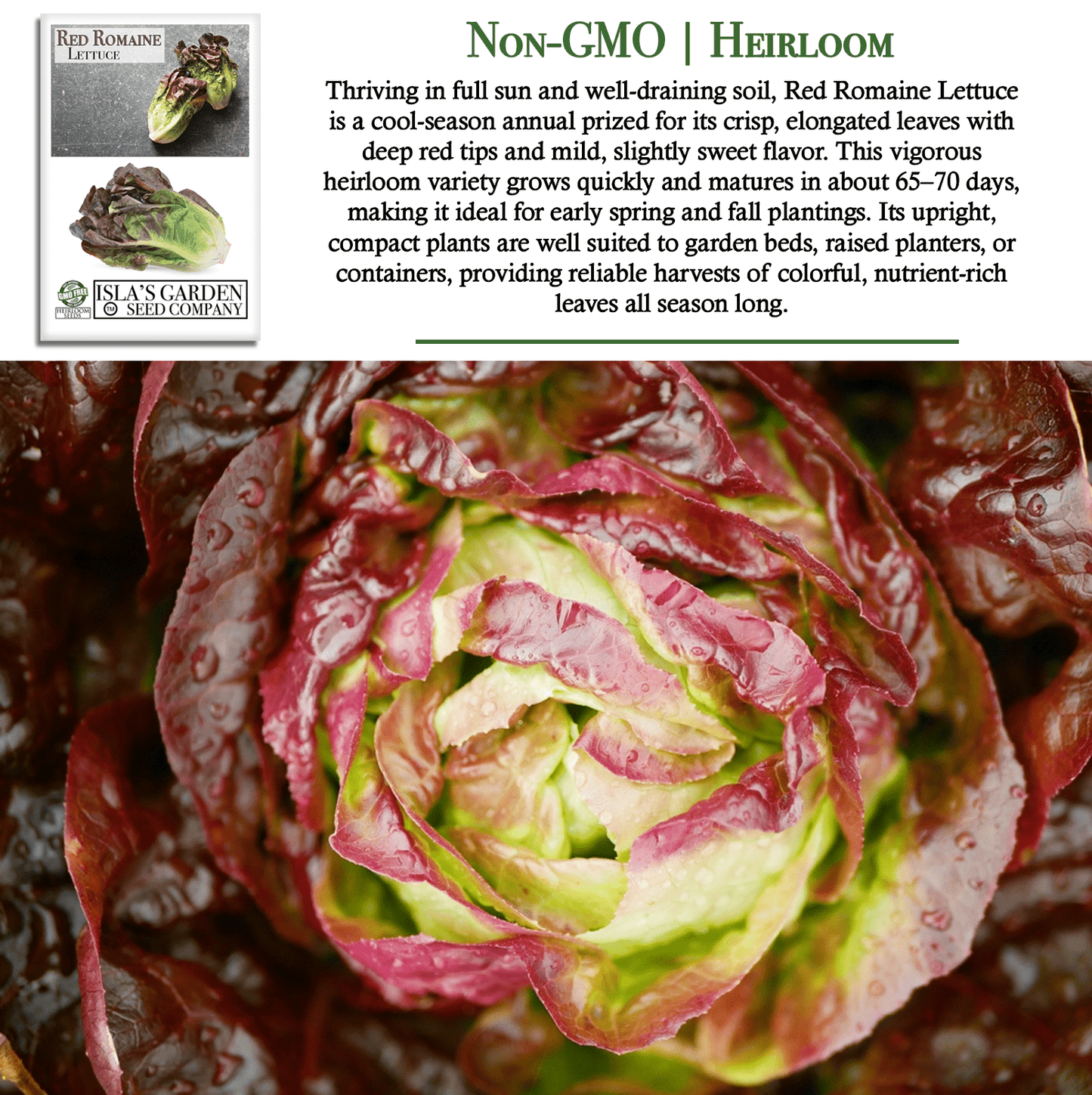 Red Romaine Lettuce | 1000 Seeds/Pk
