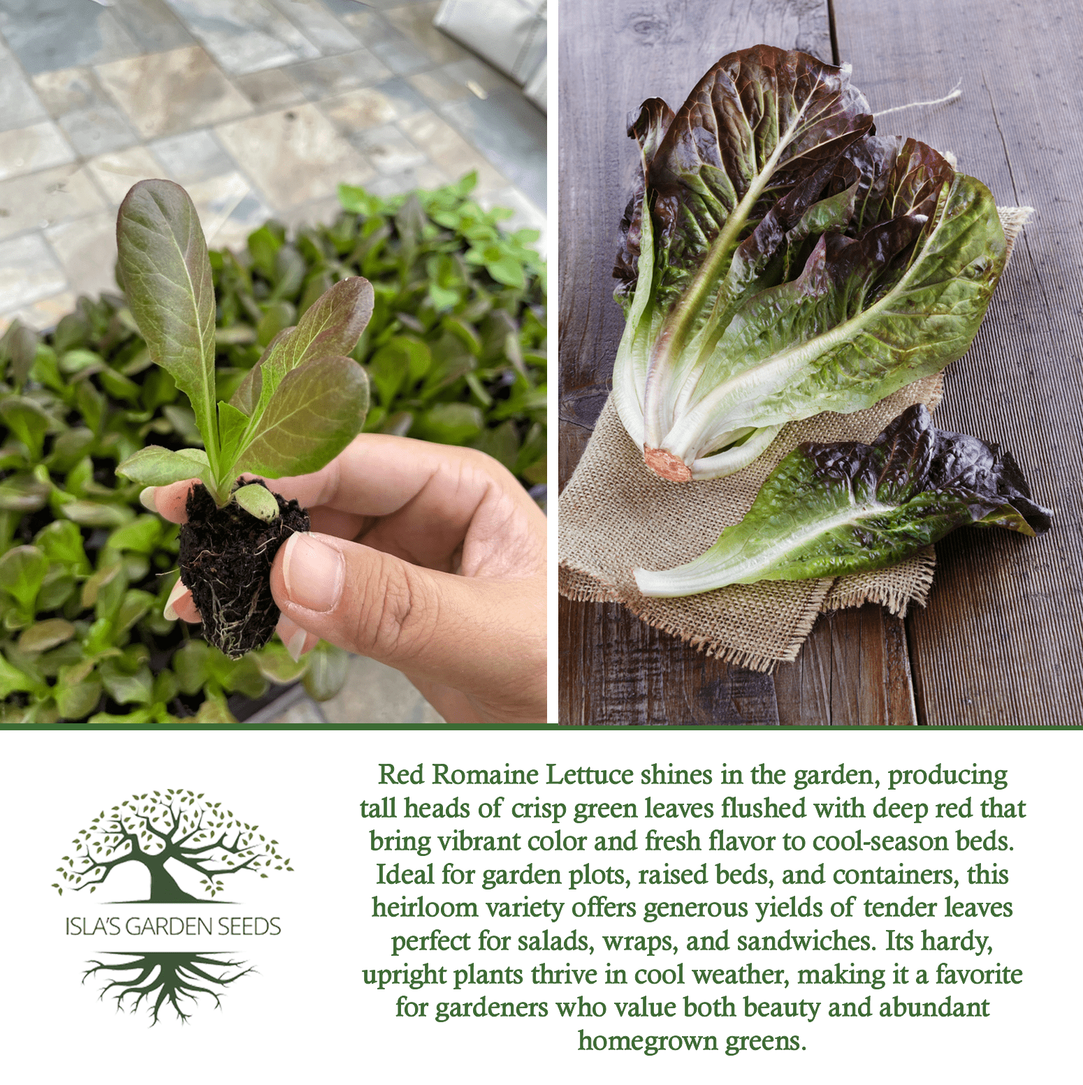 Red Romaine Lettuce | 1000 Seeds/Pk