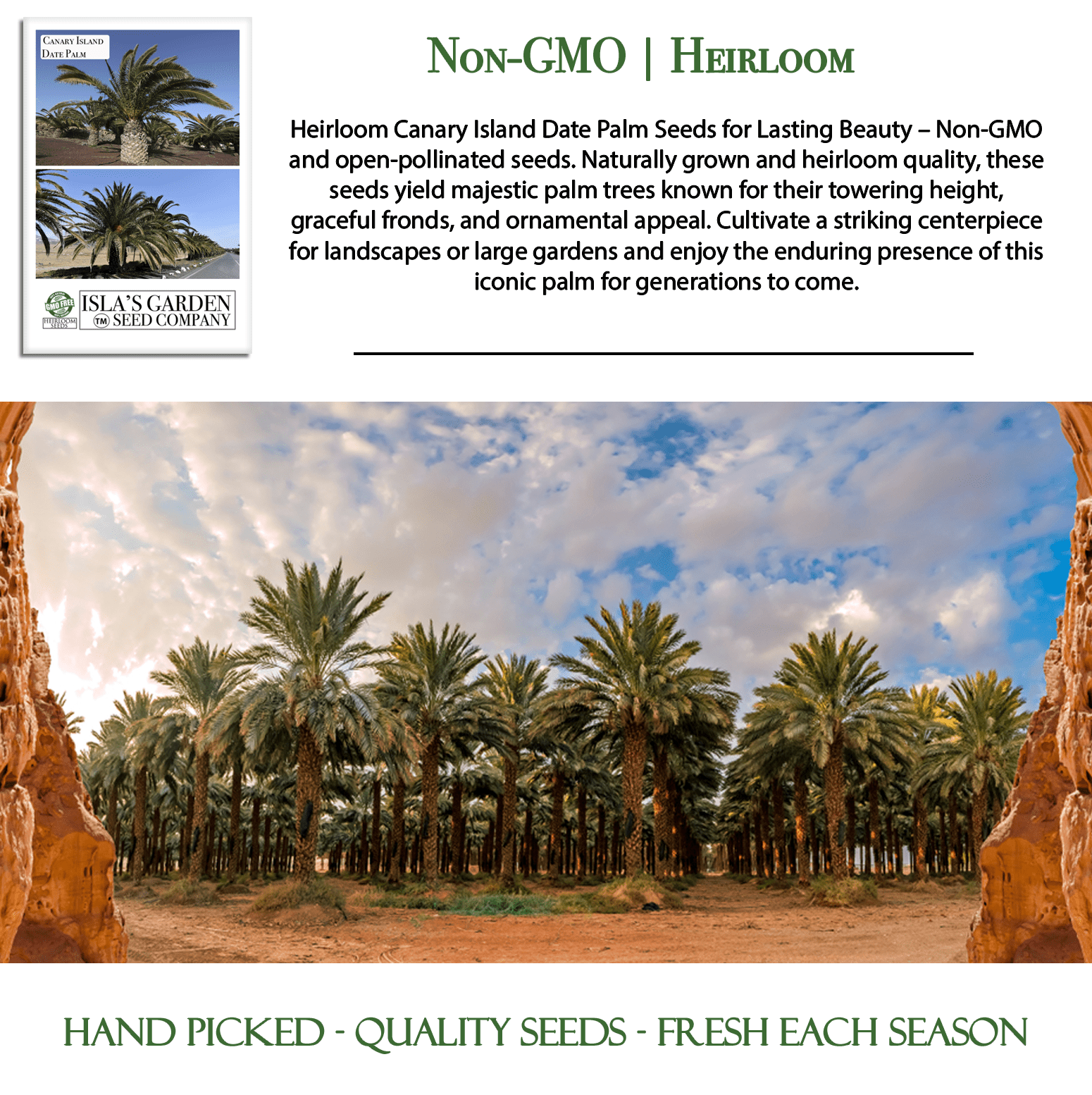 date seeds for planting Canary Island Date Palm Tree