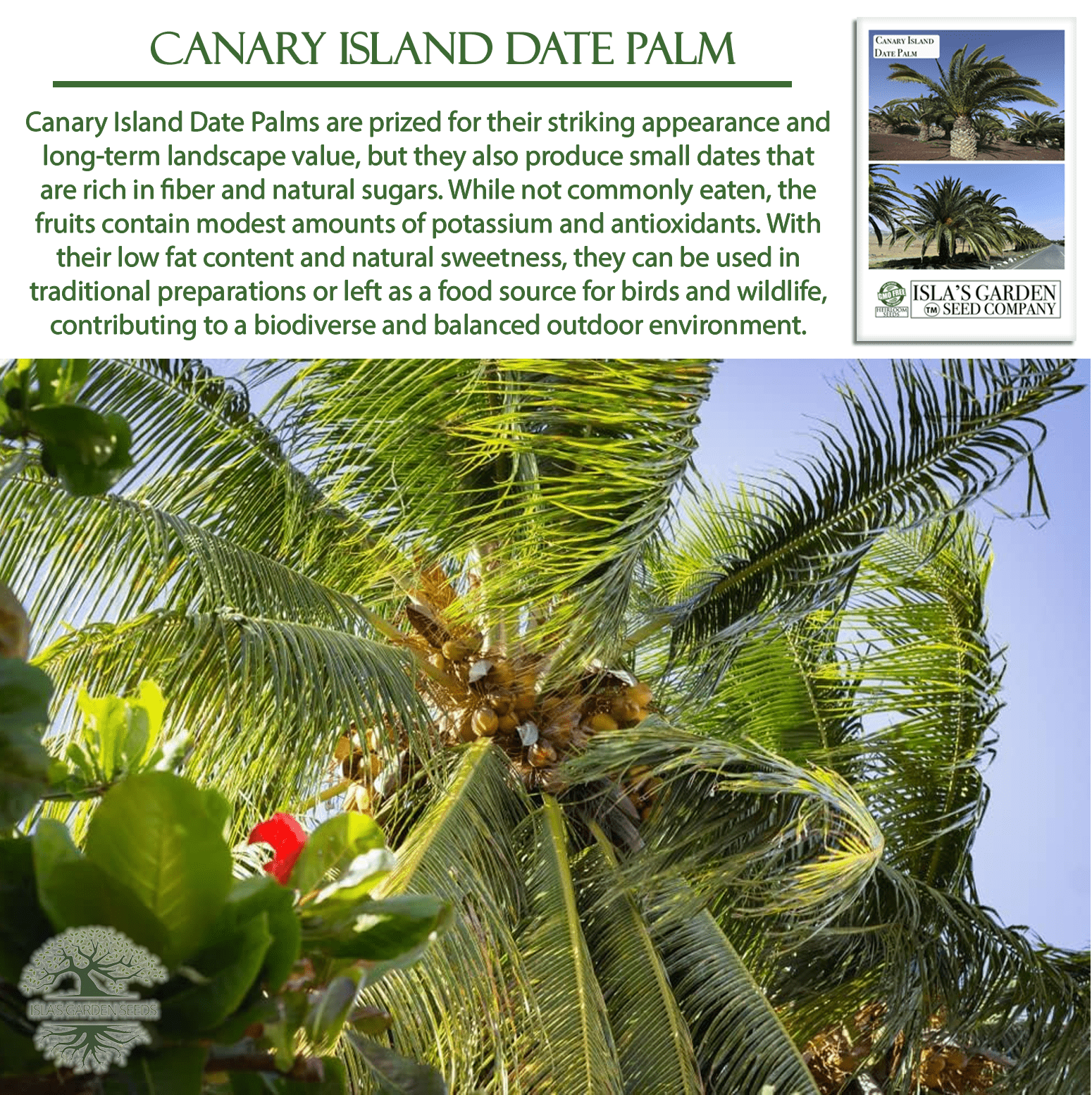 Canary Island Date Palm Tree Seeds, 15 Seeds/Pk