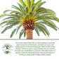 Canary Island Date Palm Tree Seeds, 15 Seeds/Pk