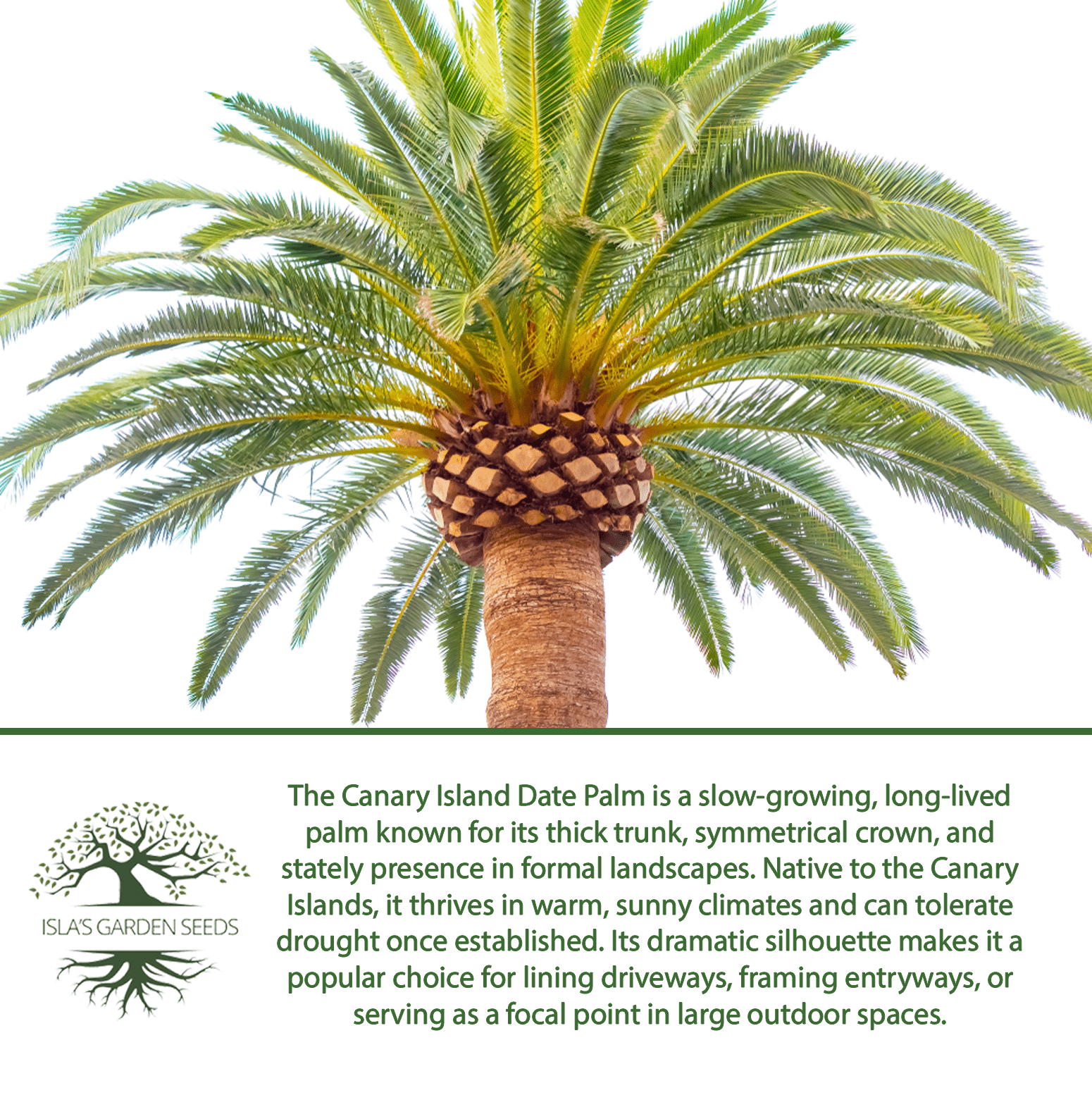Canary Island Date Palm Tree Seeds, 15 Seeds/Pk