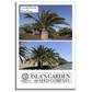 Canary Island Date Palm Tree Seeds, 15 Seeds/Pk