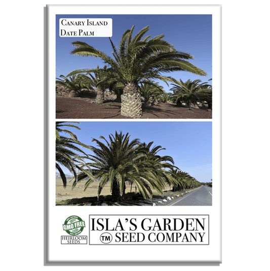 Canary Island Date Palm Tree Seeds, 15 Seeds/Pk