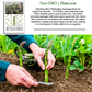 Mary Washington Asparagus | 125 Seeds/Pk