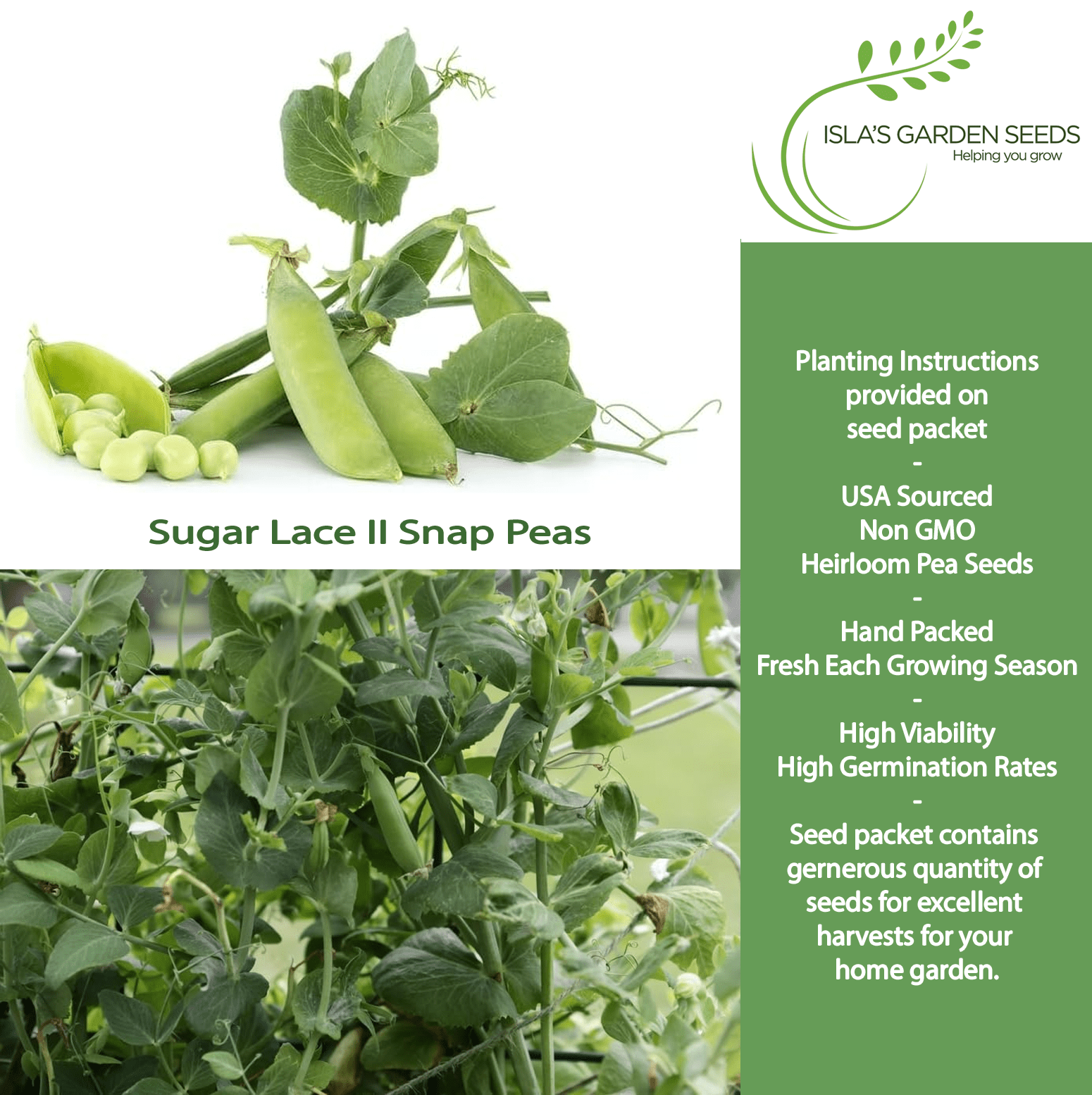 garden peas seeds Sugar Lace II Snap Pea Seeds, 50 Heirloom Seeds Per Packet, Non GMO Seeds, Botanical Name: Pisum sativum, Islas Garden Seeds