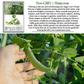 Sugar Lace II Garden Peas | 50 Seeds/Pk