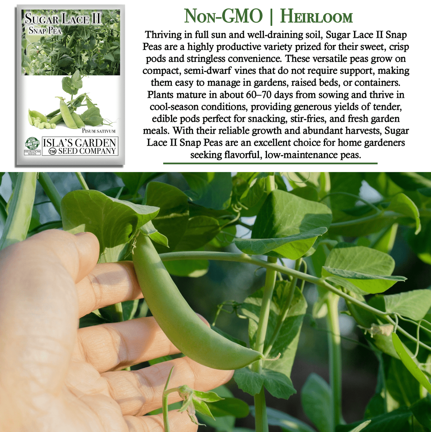 Sugar Lace II Garden Peas | 50 Seeds/Pk