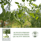 Sugar Lace II Garden Peas | 50 Seeds/Pk
