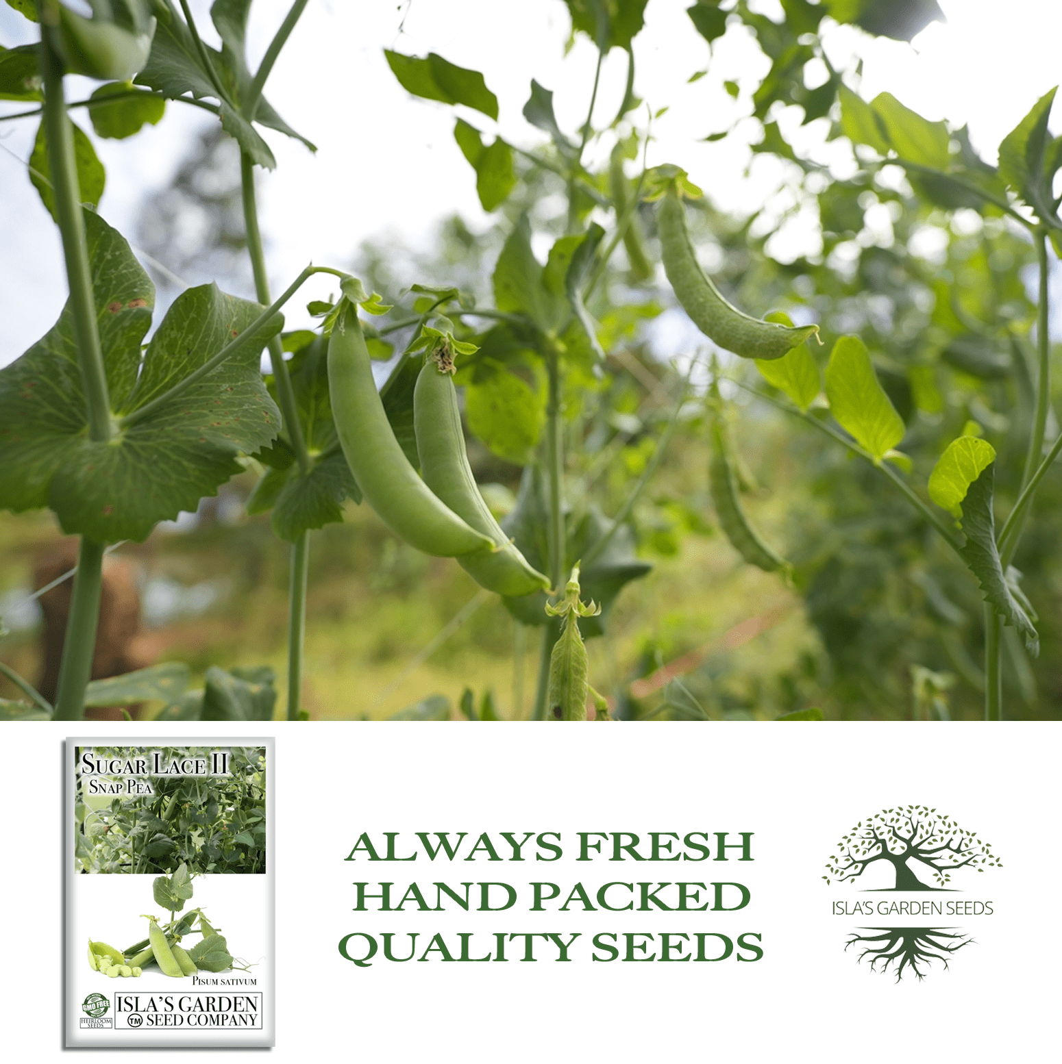 garden pea seed Sugar Lace II Snap Pea Seeds, 50 Heirloom Seeds Per Packet, Non GMO Seeds, Botanical Name: Pisum sativum, Islas Garden Seeds