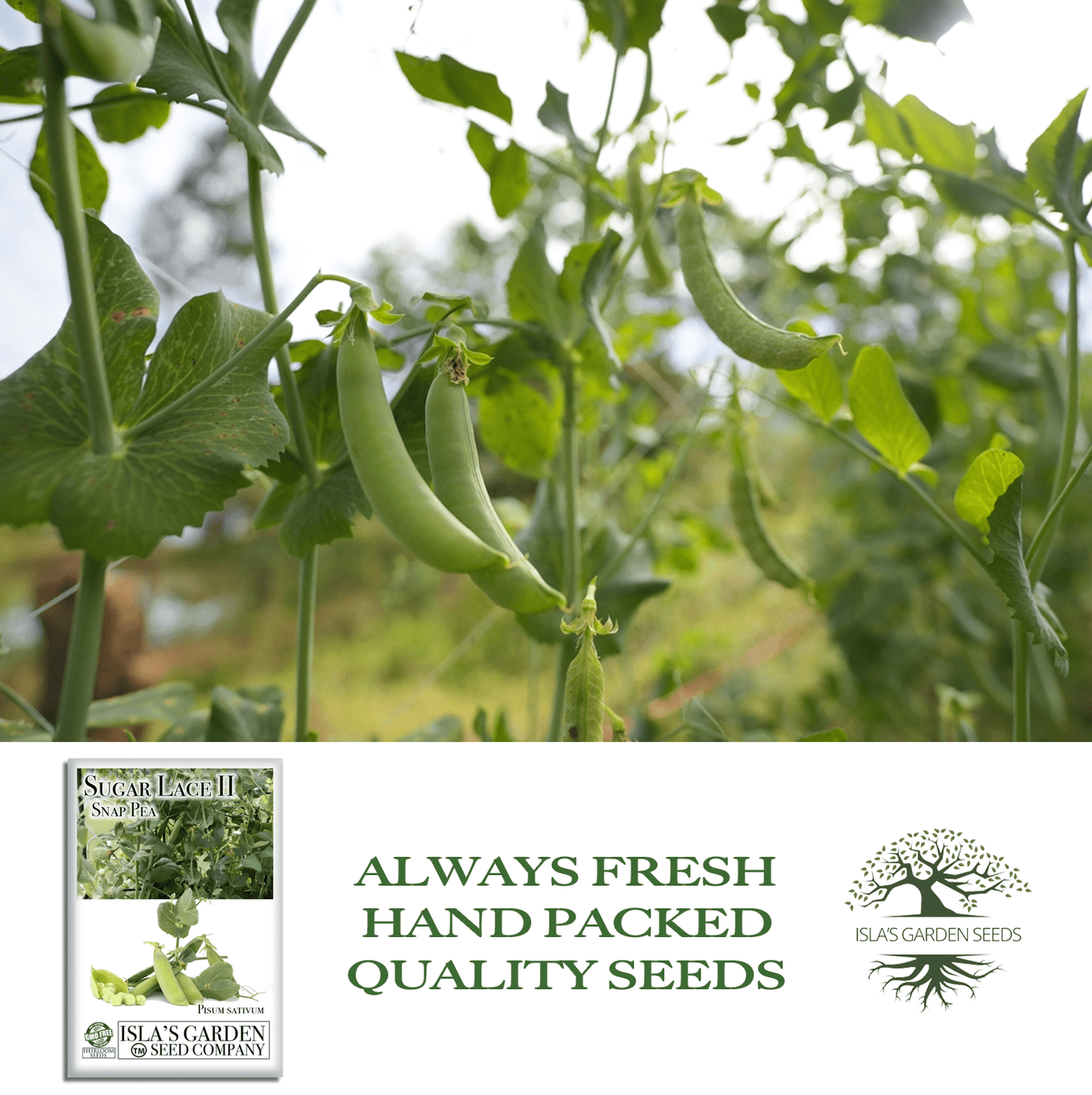 Sugar Lace II Garden Peas | 50 Seeds/Pk