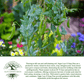 Sugar Lace II Garden Peas | 50 Seeds/Pk