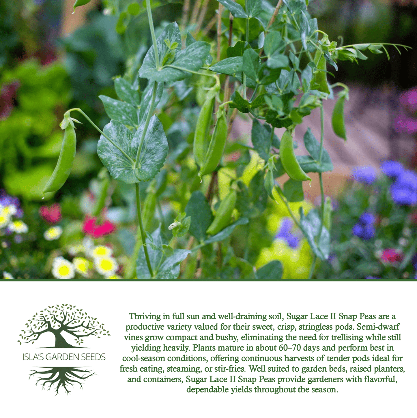 Sugar Lace II Garden Peas | 50 Seeds/Pk