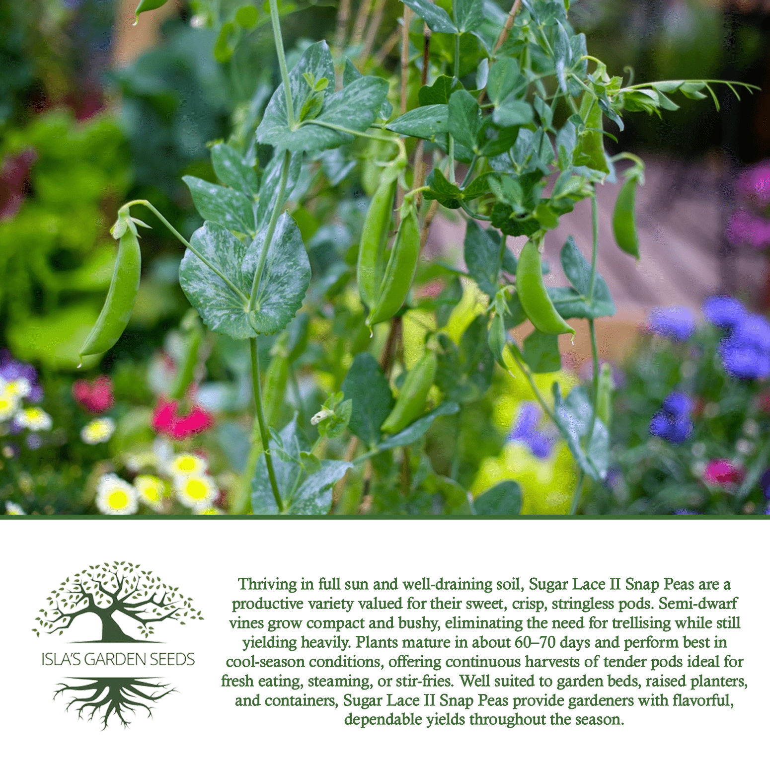 Sugar Lace II Garden Peas | 50 Seeds/Pk