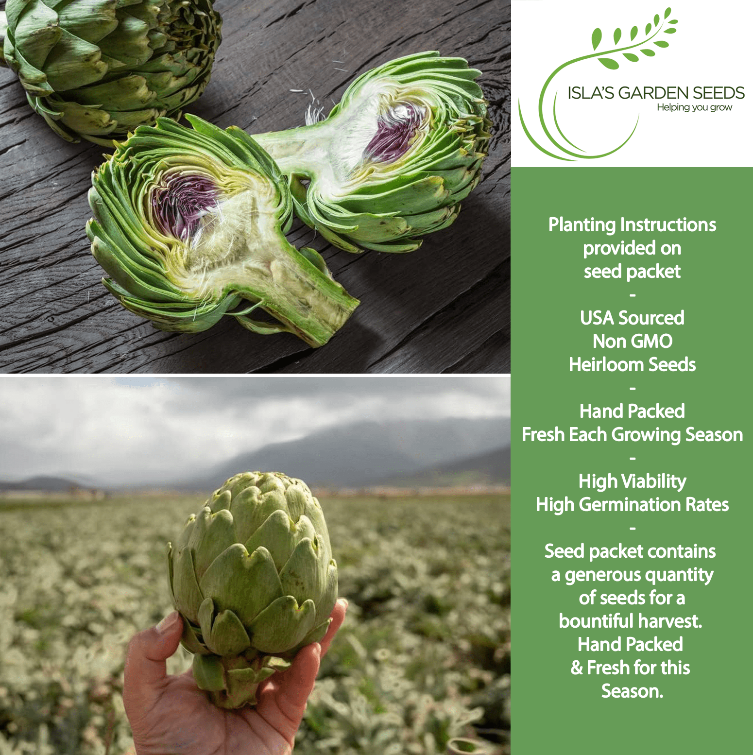 Green Globe Artichoke | 50 Seeds/Pk