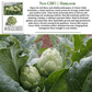 Green Globe Artichoke | 50 Seeds/Pk