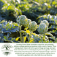 Green Globe Artichoke | 50 Seeds/Pk