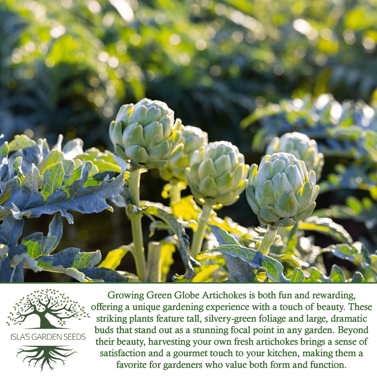 Green Globe Artichoke | 50 Seeds/Pk