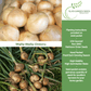 Walla Walla Onion | 300 Seeds/Pk
