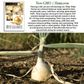 Walla Walla Onion | 300 Seeds/Pk