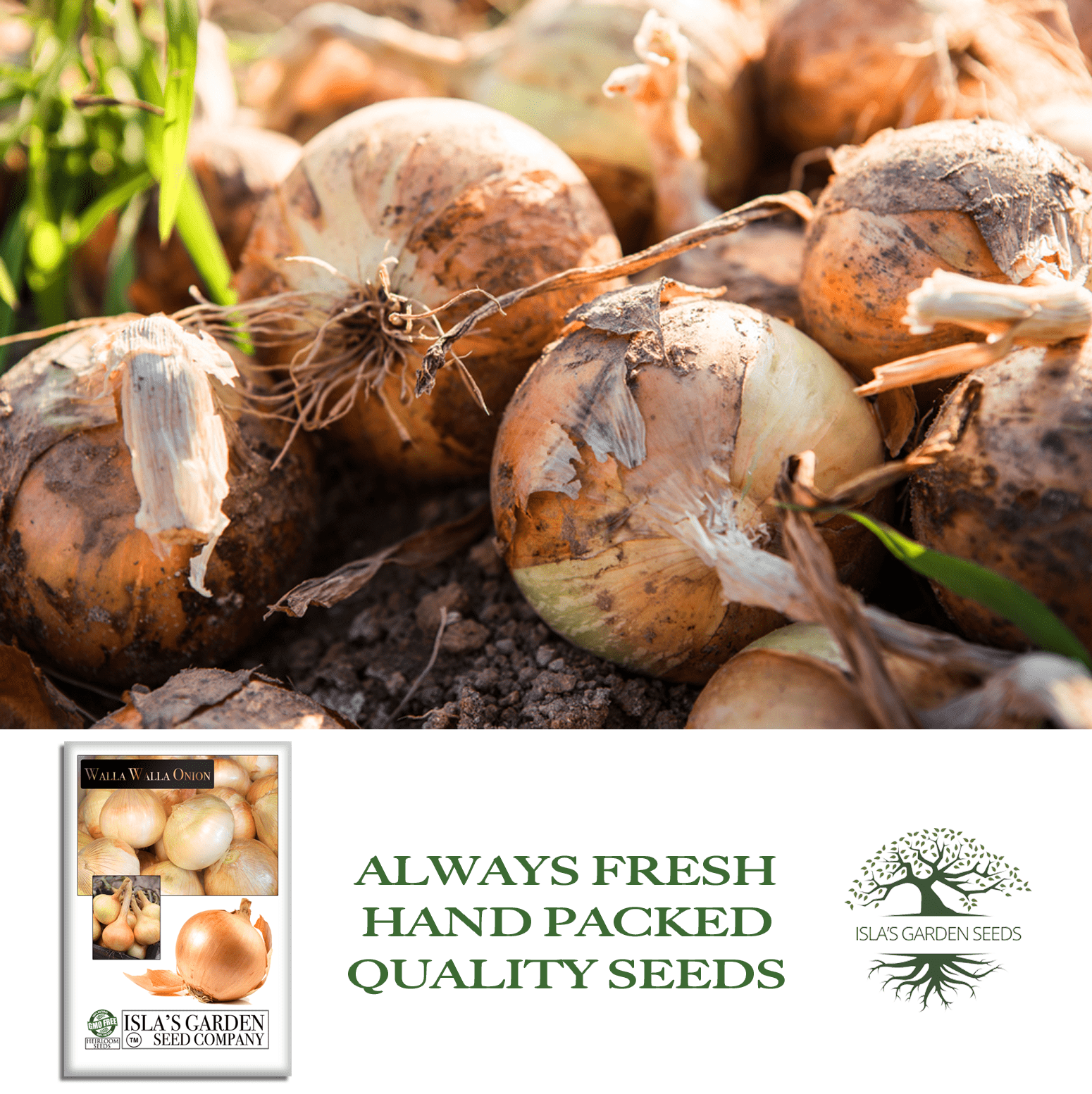Walla Walla Onion | 300 Seeds/Pk