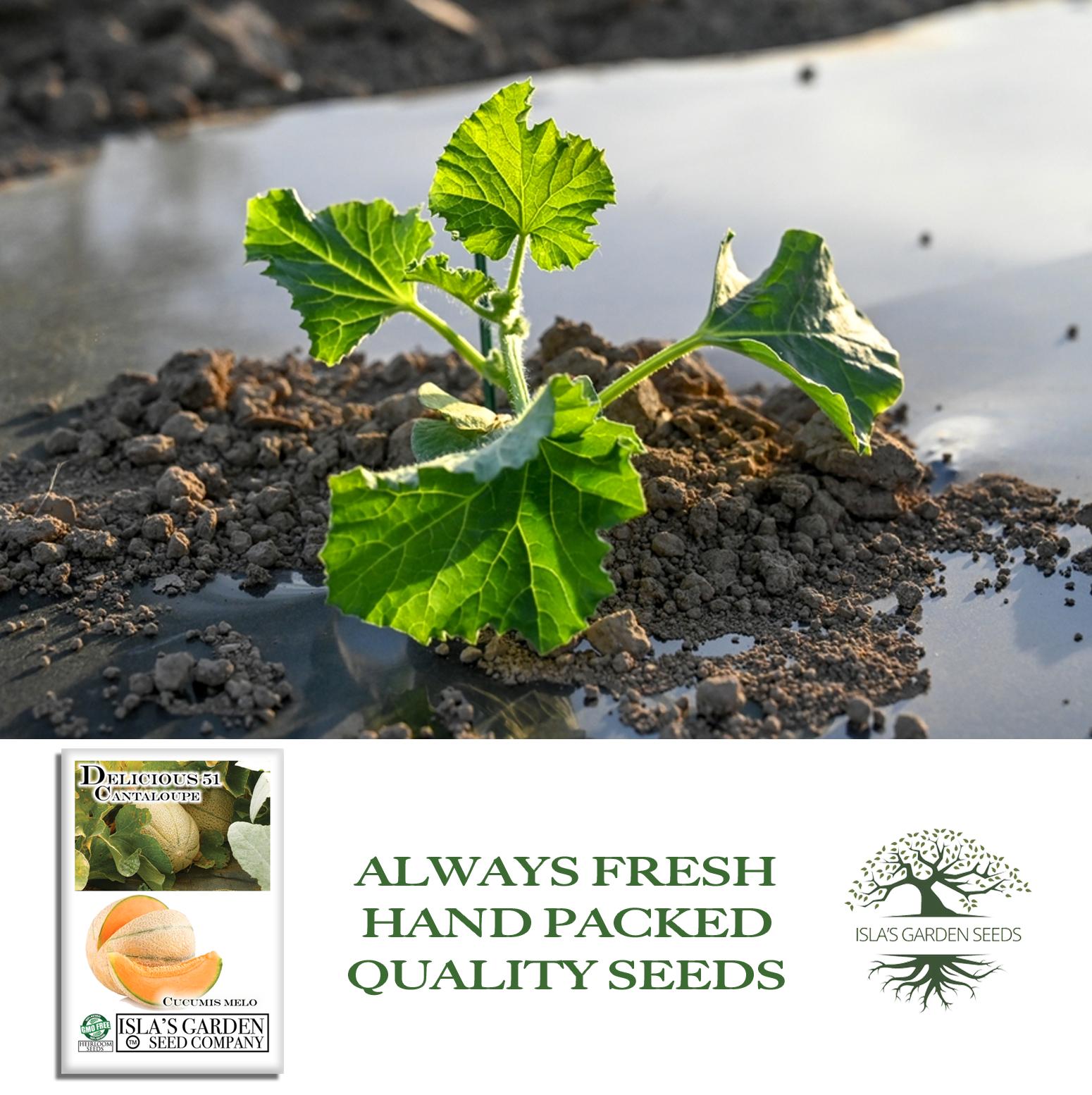 Delicious 51 Cantaloupe | 50 Seeds/Pk