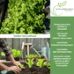 Green Ice Lettuce | 1000 Seeds/Pk
