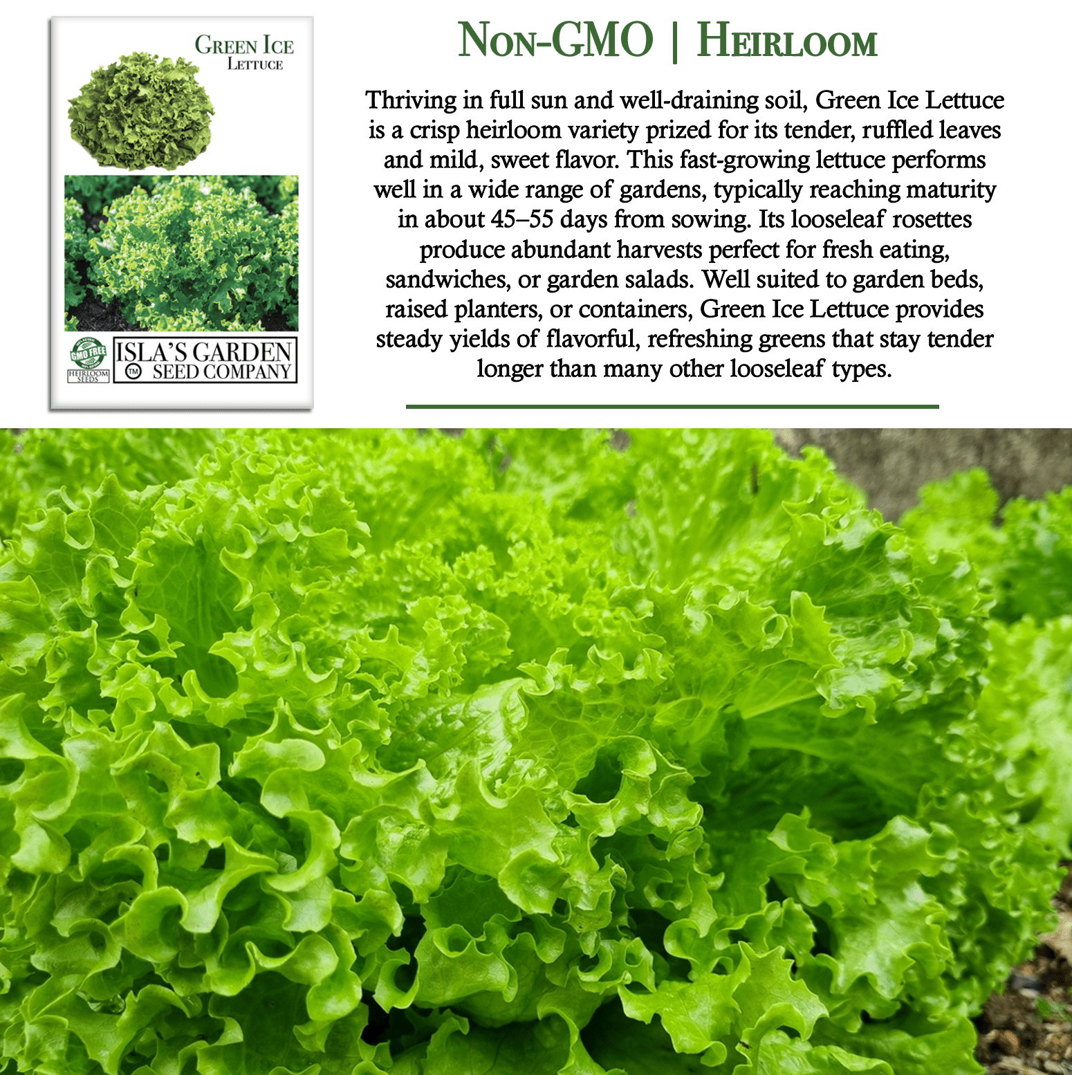 Green Ice Lettuce | 1000 Seeds/Pk