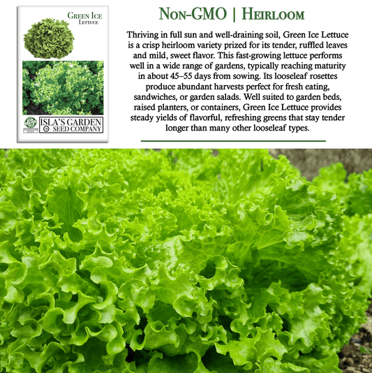 Green Ice Lettuce | 1000 Seeds/Pk