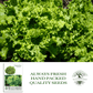 Green Ice Lettuce | 1000 Seeds/Pk