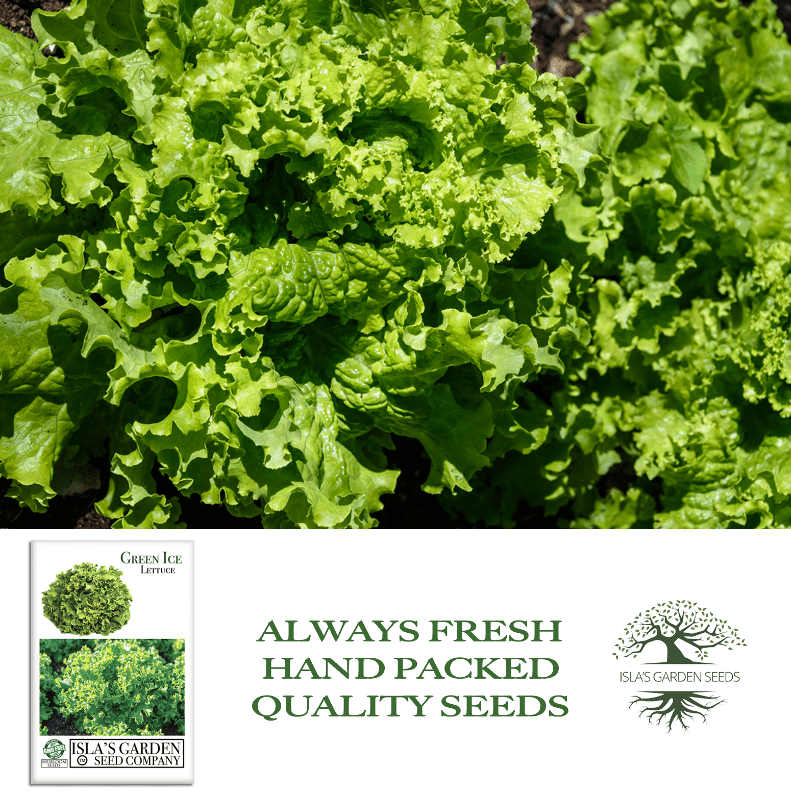 Green Ice Lettuce | 1000 Seeds/Pk