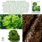 Green Ice Lettuce | 1000 Seeds/Pk