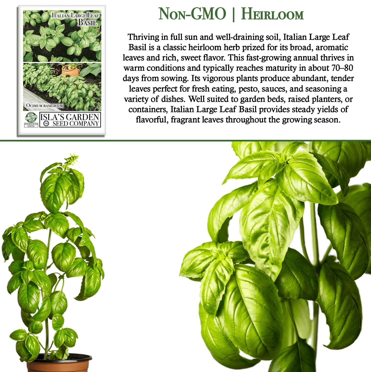 Italian Large Leaf Basil | 500 Seeds/Pk