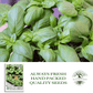 Italian Large Leaf Basil | 500 Seeds/Pk