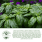 Italian Large Leaf Basil | 500 Seeds/Pk