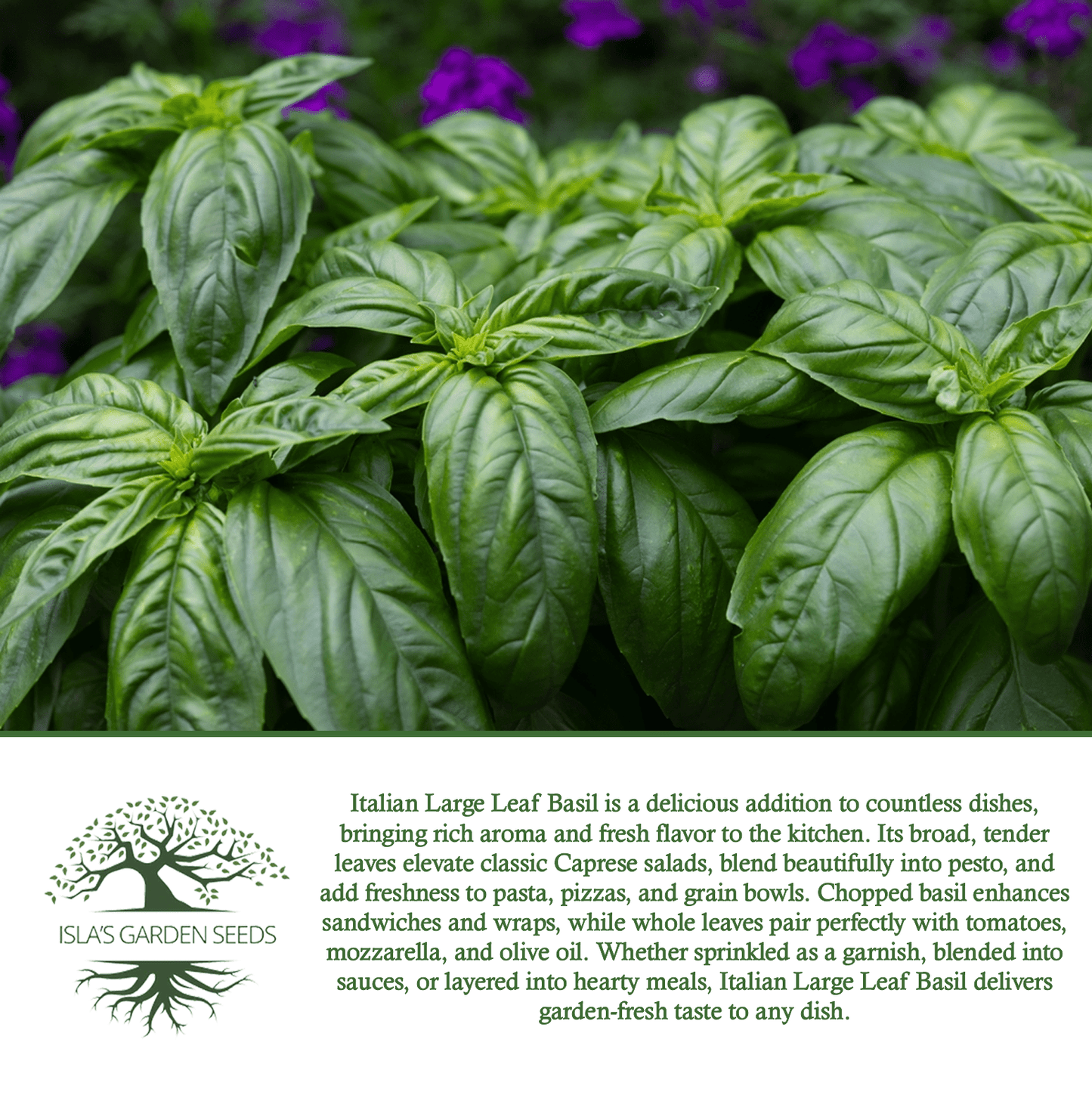Italian Large Leaf Basil | 500 Seeds/Pk