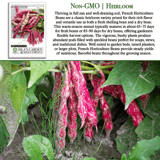 French Horticulture Beans Borlotti | 50 Seeds/Pk