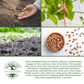 French Horticulture Beans Borlotti | 50 Seeds/Pk