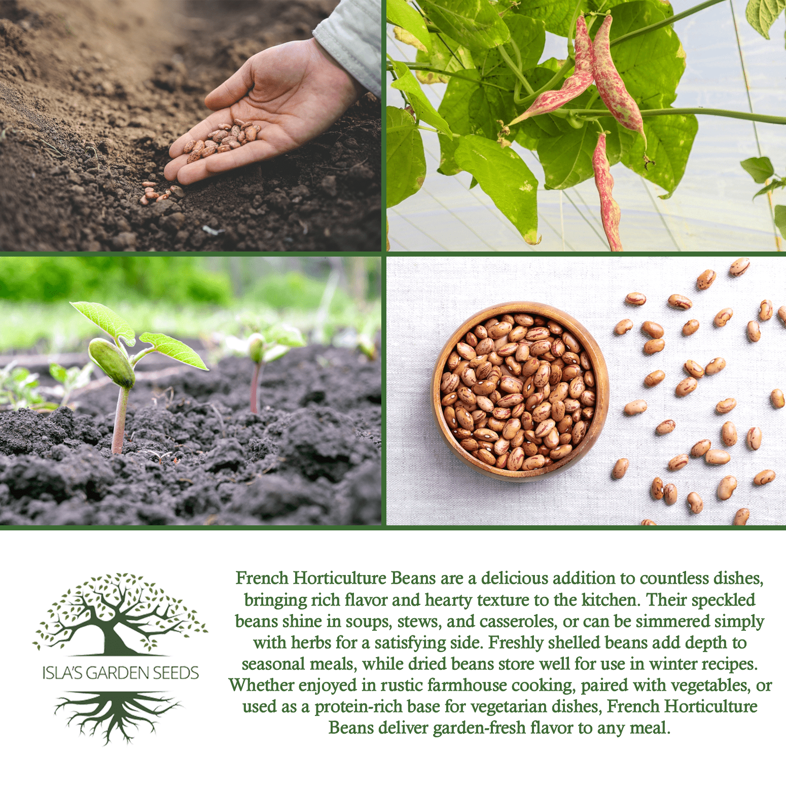 bean garden seeds French Horticulture Bean Seeds for Planting, 50+ Heirloom Seeds Per Packet, (Isla's Garden Seeds), Non GMO Seeds, aka. Borlotti Bean, Botanical Name