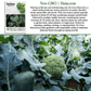 De Cicco Broccoli | 300 Seeds/Pk