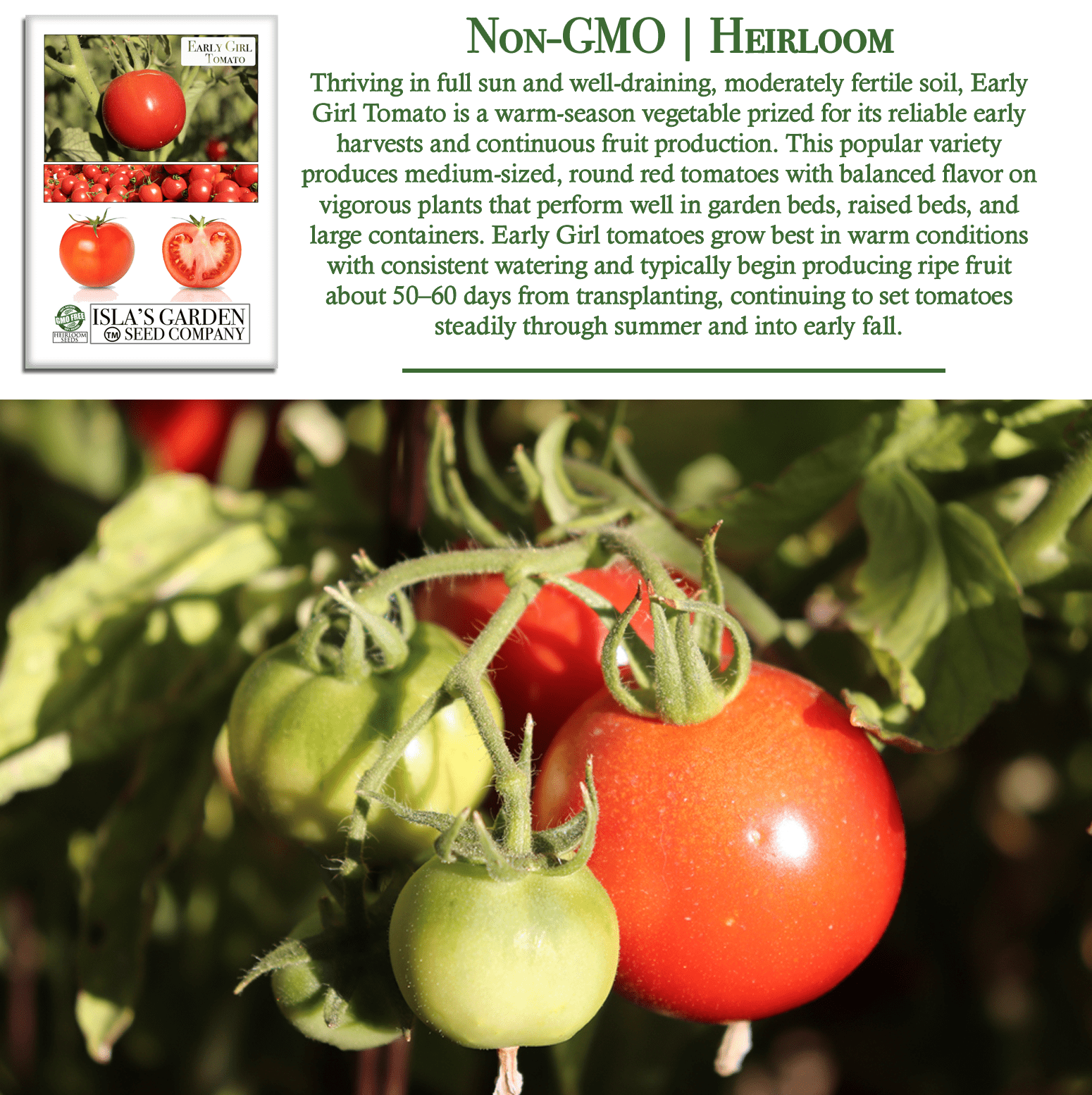 Isla's garden seeds Early Girl Tomato