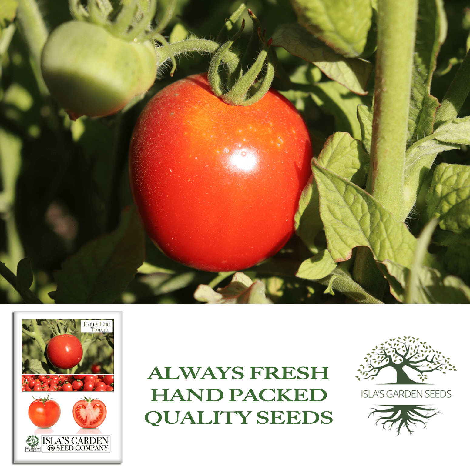 Early Girl Tomato, 25 Heirloom Seeds Per Packet