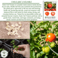 Early Girl Tomato, 25 Heirloom Seeds Per Packet