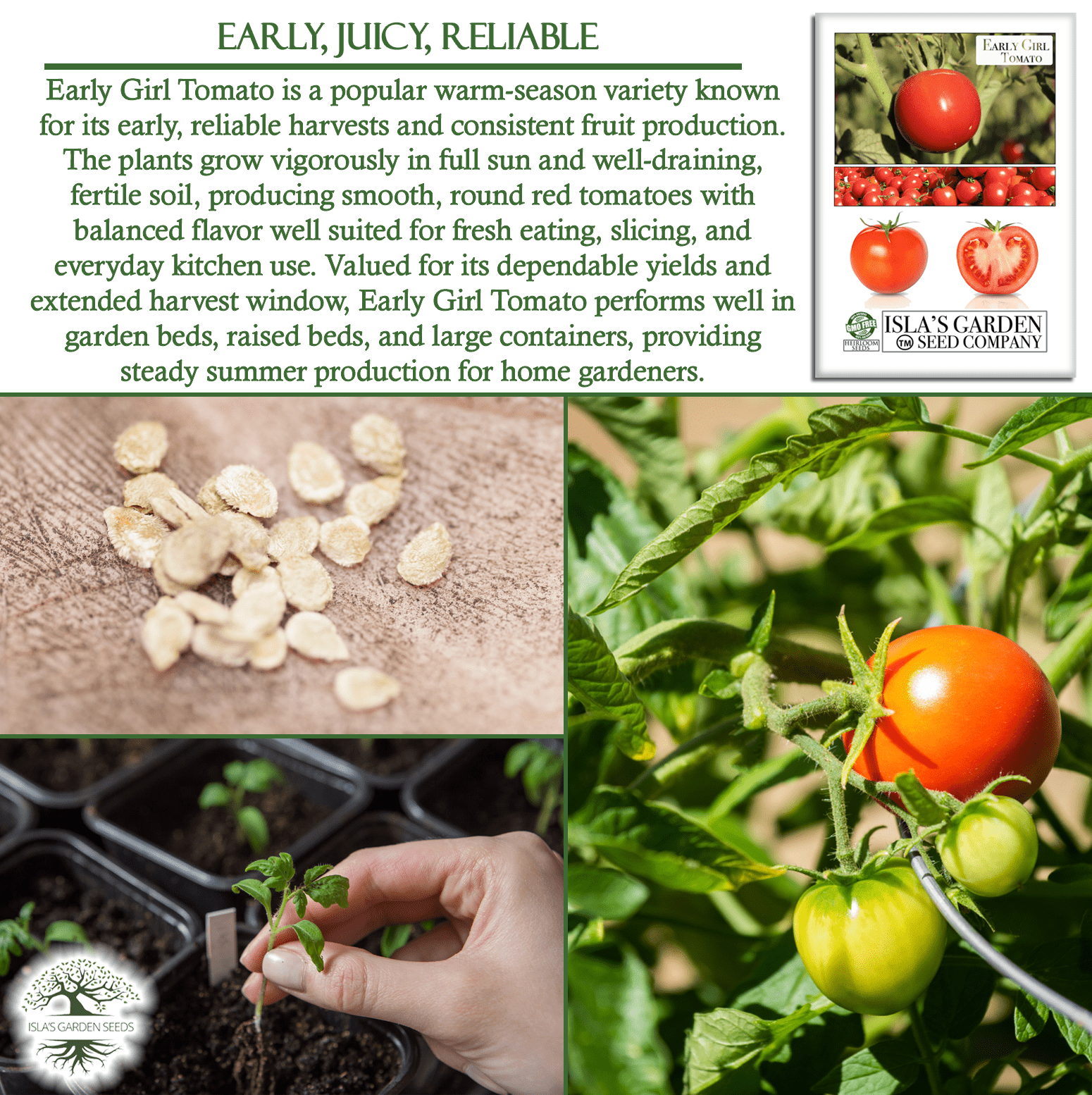 Early Girl Tomato, 25 Heirloom Seeds Per Packet