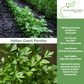 Italian Giant Parsley | 200 Seeds/Pk