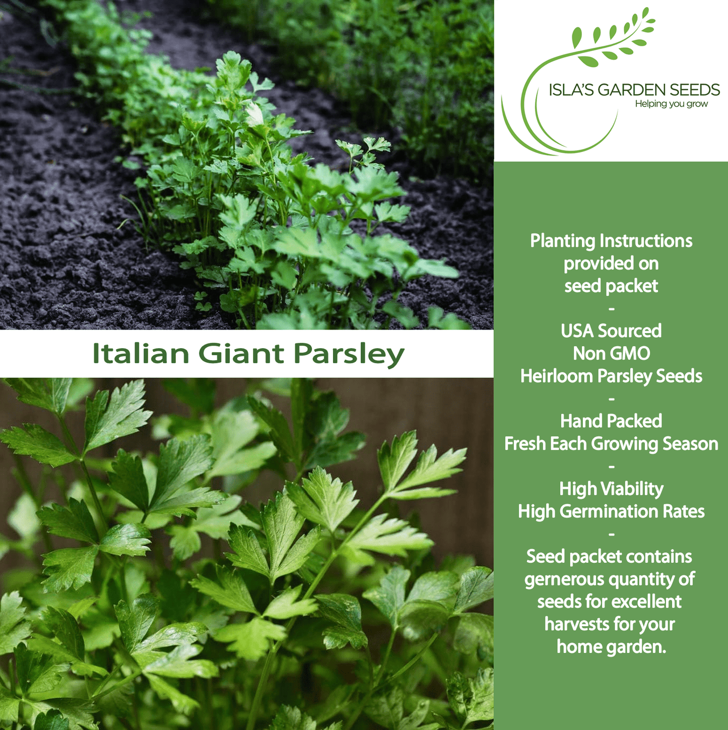Italian Giant Parsley | 200 Seeds/Pk