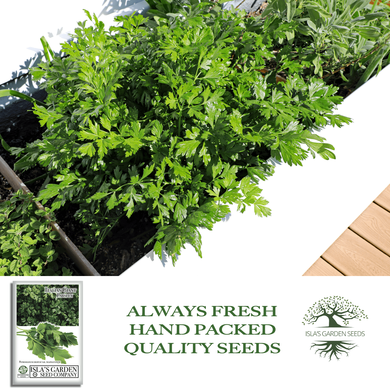 Italian Giant Parsley | 200 Seeds/Pk
